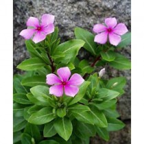Vinca (Pink) - Plant