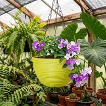 8 Inch Roxy Pot Basket Assorted Color