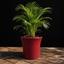 12 Inch Sunrise pot Assorted Color