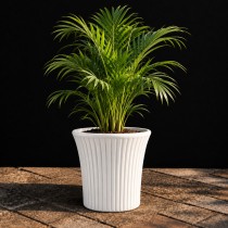 12 Inch Sunrise pot Assorted Color