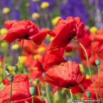 Poppy Red Mix Flowers seeds