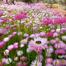 Acroclinium Flowers Seeds