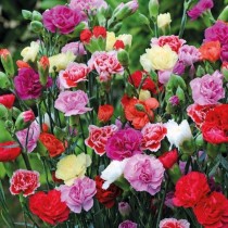 Carnation Flowers seeds