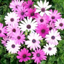 Daisy Mix Flower 30-50 Seeds
