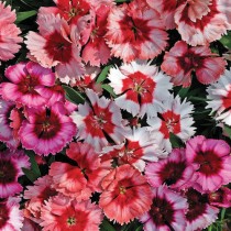 Dianthus Mix Flowers seeds