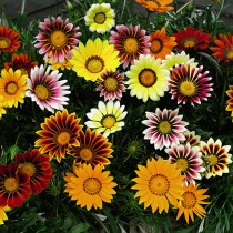 Gazania Mixed Flower 30+ Seeds