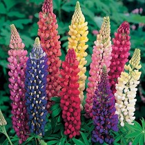 Lupine Flower 20+ Seeds