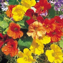 Nasturtium Flowers 5+ Seeds