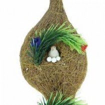 Bird Nest 