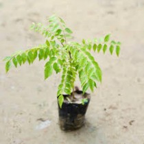  Kadi Patta Plant Small In Polybag