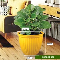 Lotus Pot 6 Inch Assorted Colour
