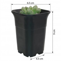 2.5 Inch Tall Square Pot For Cactus Plants Black Color 