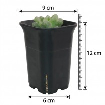 3.5 Inch Tall Square Pot For Cacti & Adenium Black Color