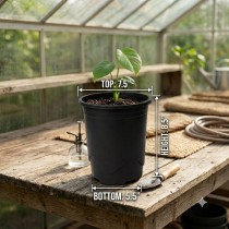 7.5x8.5 Inch Tall Round Cactus , Adenium Pot Black Color