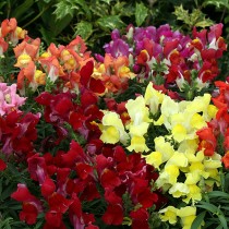 Antirrhinum Mix Flowers seeds