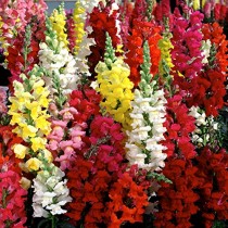 Antirrhinum Snapdragons Flowers seeds