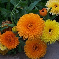 Calendula flower 30+ seeds