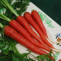 Carrot (Gajar) 100+ seeds