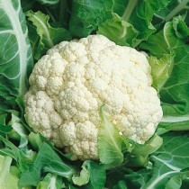 Cauliflower (phool gobhi) seeds