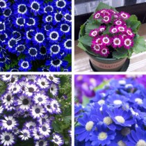 Cineraria Mixed Flower 100+ seeds