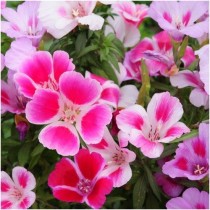 Clarkia Mix Flowers seeds