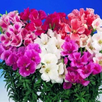 Godetia Mix flowers seeds