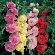 Hollyhock Flower 30+ seeds