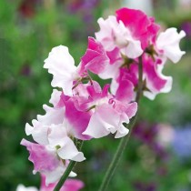 Larkspur Fire Mixed Flowers seeds