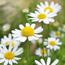 Matricaria Flower 100+ seeds