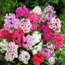 Phlox Mixed Flowers seeds