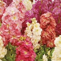 Stock Mixed Flowers seeds