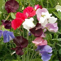 Sweet Peas Spencer Mixed Flowers seeds