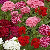 Sweet William Flower 50+ seeds