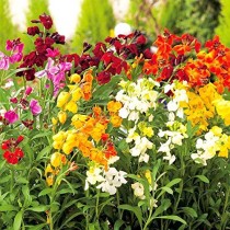 Wallflowers MIx seeds