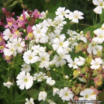 Gypsophila Flower 100+ seeds