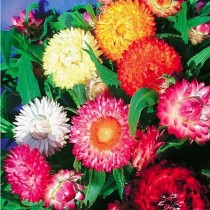 Helichrysum Mixed Flowers seeds