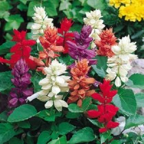 Salvia Flower 50+ seeds