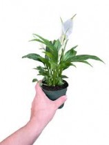 Peace Lily In 4 Inch Pot