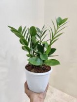 ZZ Plant In 4 Inch  Nursery White Pot