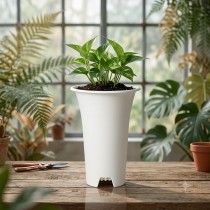 6 Inch Tall Round Pot for Succulents, Cactus & Adenium White Color