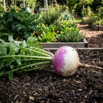 Turnips (Salgam) seeds