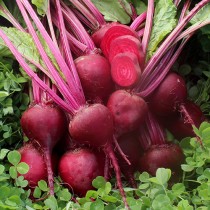 Beetroot (chakundar) seeds