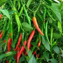 Chilli (mirchi) seeds