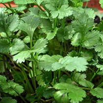 Coriander (dhaniya) seeds