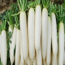 Radish (mooli) 30+ seeds