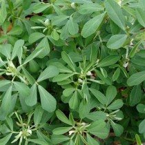 Fenugreek (Methi) seeds 100+ seeds