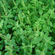 Rama Tulsi - Holy Basil seeds