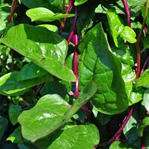 Malbar Spinach (malabar palak) seeds