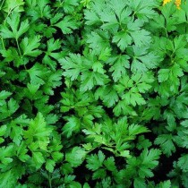 Parsley seeds