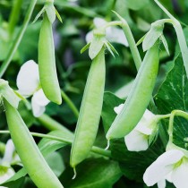 Peas (matar) 40+ seeds